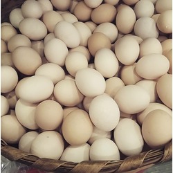 Organik Gezen Tavuk Yumurtası 1 koli 30 Adet