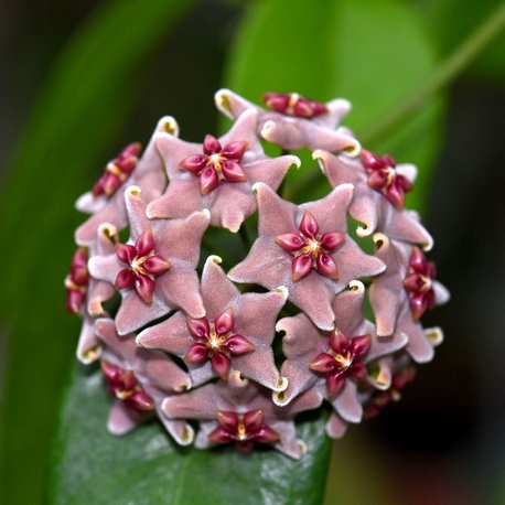 Hoya Vitiensis Köksüz Dal