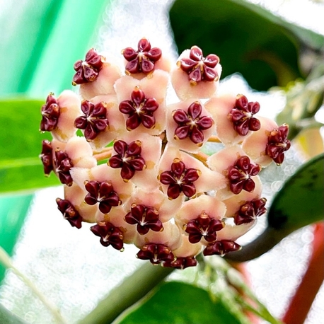 Hoya Kerrii Köksüz Dal
