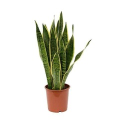 KILIÇ ÇİÇEĞİ 80 CM SANSEVERİA
