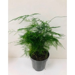 ASPARAGUS KUŞKONMAZ BİTKİSİ 30 CM