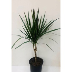 DRACAENA MARGİNATA TEK GÖVDE 