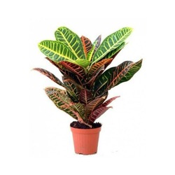 CROTON ÇİÇEĞİ 40/50 CM