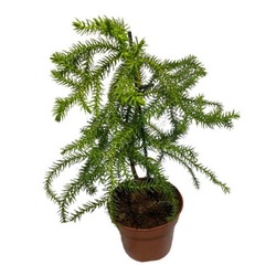 AROKARYA SALON ÇAMI 30/40 CM