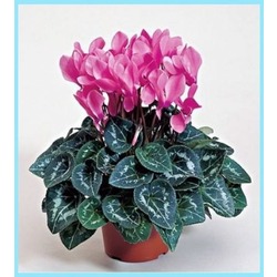 CYCLAMEN ÇİÇEĞİ PEMBE 