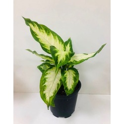 DİFENBACHİA CAMİLİA BİTKİSİ 40 CM