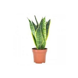 KILIÇ ÇİÇEĞİ 40 CM SANSEVERİA