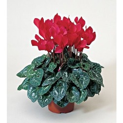 CYCLAMEN ÇİÇEĞİ KIRMIZI