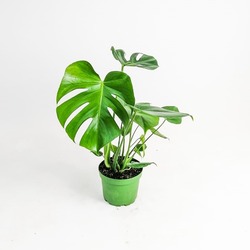 DEVE TABANI BİTKİSİ 60 CM MONSTERA