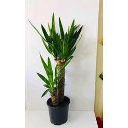 YUCCA BİTKİSİ 2 KÖK