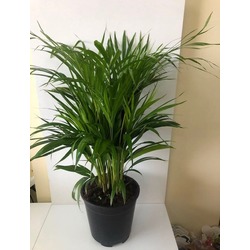 ARECA PALMİYESİ 90 CM 