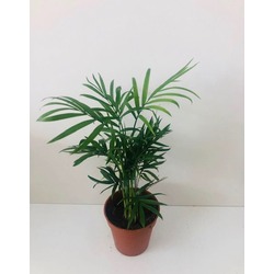 CHAMADORA DAĞ PALMİYESİ 20 CM