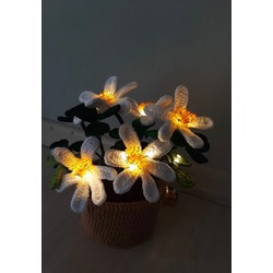 Işıklı yoncalı papatyalar