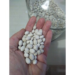 Şeker Fasulyesi Tohumu (30 adet) (Sırık)