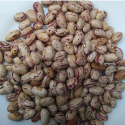 Barbunya Tohumu (30 adet) (Oturak)