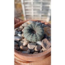 Frailea Castanea 