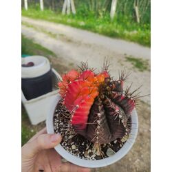 Gymnocalycium Varigate