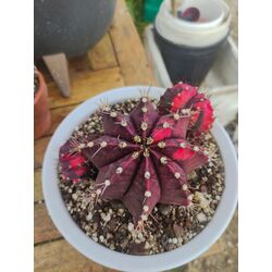 Gymnocalycium Varigate