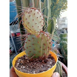 opuntia chisosensis