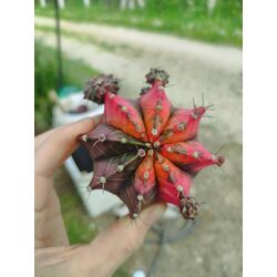 Gymnocalycium Varigate
