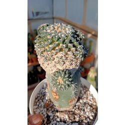 Ariocarpus Kotschoubeyanus