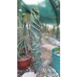 Cereus Forbesii Spiralis