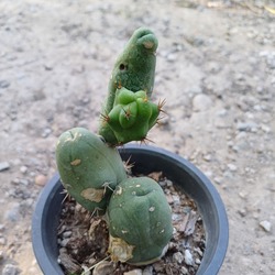 Trichocereus Bridgesii Monstrose