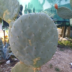 Opuntia Robusta
