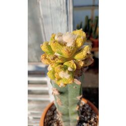 Ariocarpus Fissuratus Varigated 