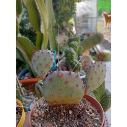 Opuntia Violacea Macrocent


