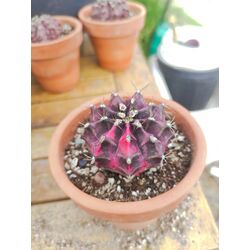 Gymnocalycium Varigate