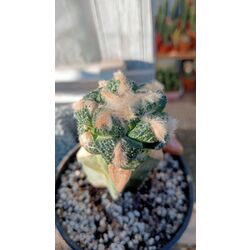 Ariocarpus Fissuratus 