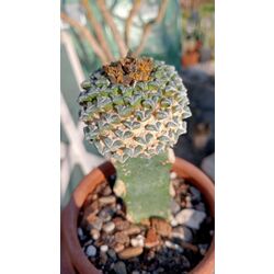 Ariocarpus Kotschoubeyanus 