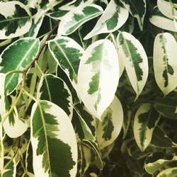 FICUS BENJAMIN STARLIGHT