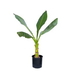 MUSELLA LASİOCARPA
