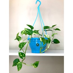 POTHOS SALON SARMAŞIĞI