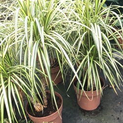 Dracanena Marginata Sunray
