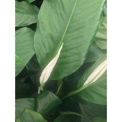 BARIŞ ÇİÇEĞİ SPATHİPHYLLUM