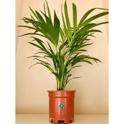 AREKA PALMİYESİ