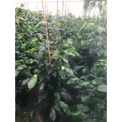 FICUS BENJAMIN