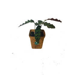 CALATHEA LANCIFOLIA