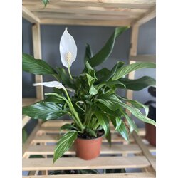 Spathiphyllum / Barış Çiçeği