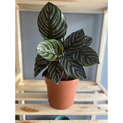 Calathea medallion / Dua Çiçeği