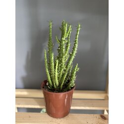 Euphorbia / Süt Ağacı