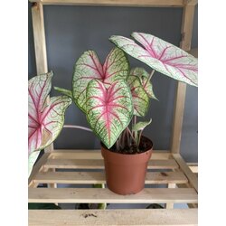 Caladium white quenn / Kaladyum