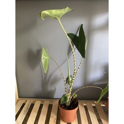 Alocasia Zebrina / Fil Kulağı 