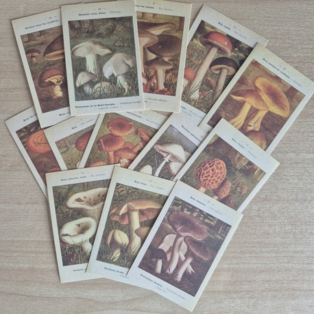 Mantarlar Scrapbook Seti