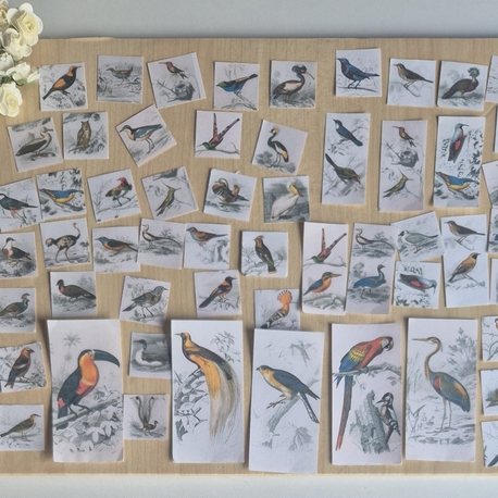 55 Parça Kuşlar Scrapbook Seti 