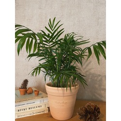 Chamaedorea elegans / Dağ Palmiyesi