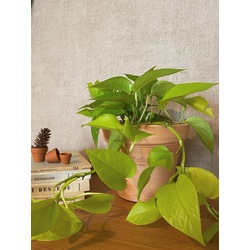 Epipremnum aureum 'Neon' / Neon Pothos Sarmaşığı